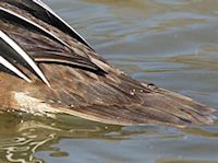 Hooded Merganser (Tail) - pic by Nigel Key